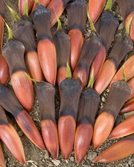 FG-EA-387 Araucaria / Monkey Puzzle / Chile Pine tree seeds, from a mature female cone