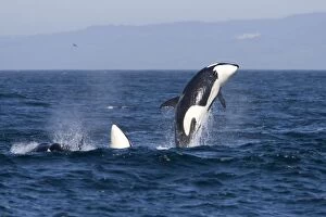 FG-EC-493 Killer whales, Transient type - Breaching during a phase of traveling and active socializing
