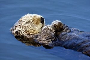 FG-EC-543 Sea Otter - resting in the protected waters of the marina at Moss Landing