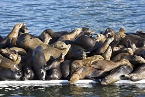 FG-EC-557 California Sealions - resting on the visitors dock in the Marina at Moss Landing