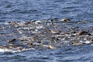 FG-EC-579 California Sealions - group catching their breath at the surface while feeding on a large school of herring