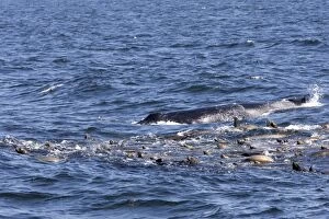 FG-EC-580 California Sealions - group with a Humpback Whale catch their breath at the surface while feeding on a large
