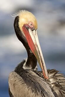 FG-ED-013 Brown Pelican - Adult in breeding plumage preening