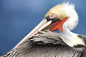 FG-ED-015 Brown Pelican - nonbreeding adult preening