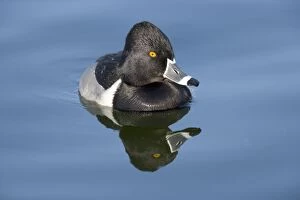 FG-ED-043 Ring-necked duck - male