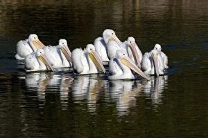 FG-ED-048 American White Pelican - group in water - nonbreeding plumage