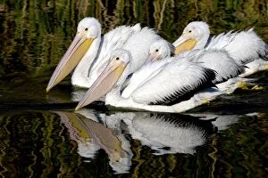 FG-ED-049 American White Pelican - nonbreeding plumage - group on water