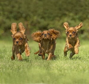 Fhree Cavalier King Charles Spaniel Dogs outdoors