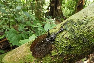 Images Dated 17th November 2007: Fiddle Beetle / Violin Beetle - Danum Valley Conservation Area - Sabah - Borneo - Malaysia