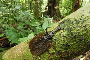 Images Dated 17th November 2007: Fiddle Beetle / Violin Beetle - Danum Valley Conservation Area - Sabah - Borneo - Malaysia