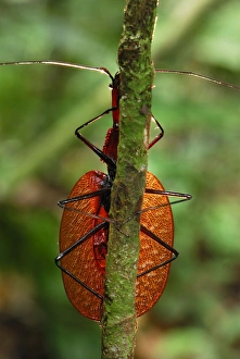 Images Dated 17th November 2007: Fiddle Beetle / Violin Beetle - Danum Valley Conservation Area - Sabah - Borneo - Malaysia