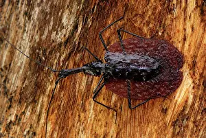 Borneo Prints: Fiddle Beetle / Violin Beetle - Danum Valley Conservation Area - Sabah - Borneo - Malaysia
