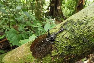 Fiddle Beetle / Violin Beetle - Danum Valley Conservation Area - Sabah - Borneo - Malaysia
