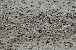 Images Dated 5th February 2005: Fiddler Crabs