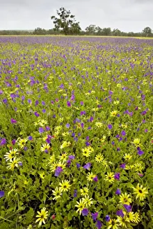 Field ablaze with non-native plants: a yellow daisy Arctotheca calendula, and Purple bugloss Echium plantagineum; north of Perth, western Australia
