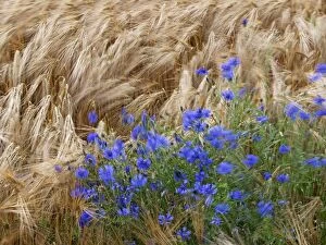 Images Dated 25th June 2012: Field of Barley and Cornflower