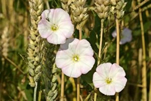 Images Dated 13th July 2006: Field Bindweed three blossoms winded around blades of wheat Baden-Wuerttemberg, Germany
