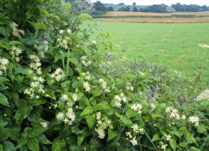 Images Dated 23rd March 2007: Field Border / Hedgerow - Old Man's Beard, Tufted Vetch Selborne Hampshire, UK