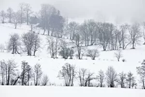Field boundaries with trees in midwinter snow, near Le Mont-Dore in the Volcans d'Auvergne Regional Natural Park