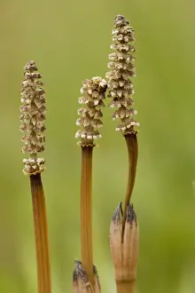 Lower Plant Prints: Field, or Common Horsetail ( Equisetum arvense) with fertile cones in spring