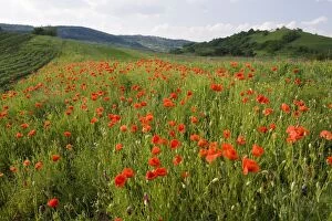 Images Dated 3rd June 2009: Field of common poppies - near Saschiz. Romania