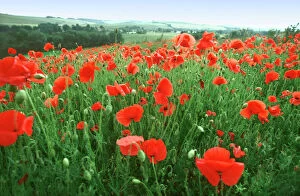 Images Dated 2nd November 2006: Field of Common Poppies Wiltshire UK
