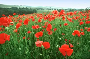 Sympathy Prints: Field of Common Poppies Wiltshire UK