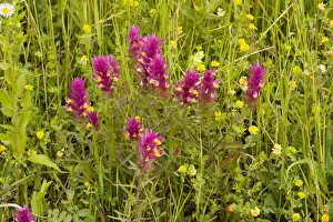 Rarity Prints: Field Cow-wheat - in grassland above Mihai Viteazu
