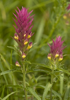 Images Dated 6th June 2005: Field cow-wheat. Very rare in UK
