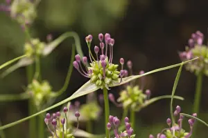Garlic Prints: Field garlic (Allium oleraceum). Uncommon in UK