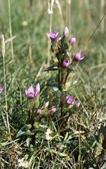 Images Dated 6th May 2005: Field Gentian / Felwort - rare in UK, status vulnerable