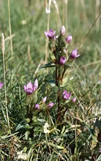 Gentian Prints: Field Gentian / Felwort - rare in UK, status vulnerable