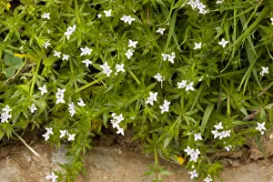 Field Madder (Sherardia arvensis) in limestone grassland, Somerset
