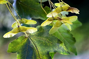 <b class=qtipBold><figcaption>Field Maple with fruit</figcaption></b><br>ME-2068 Field Maple with fruit Acer campestre Johan De Meester Please note that prints are for personal display purposes only and may not be reproduced in anyway.<br><em>© Johan De Meester / ardea.com</em> Field Maple with fruit