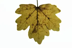 Disease Prints: Field Maple Leaf - in autumn