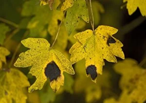 Field maple leaves in autumn. Infected with tar spot fungus (Rhytisma acerinum)