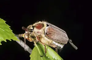 Russian Prints: Field Maybeetle, rests on a birch-branch during breeding mass flight in dusk; river Ugutka bank