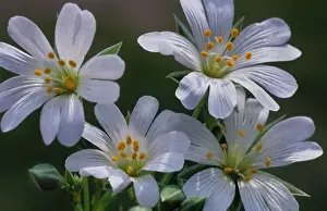 Field Mouse-ear flowers