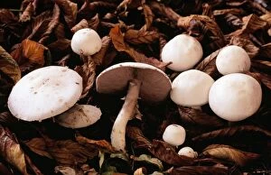 Images Dated 24th January 2006: Field Mushroom - edible fungus