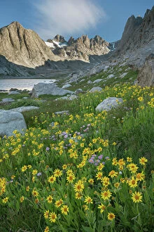 Images Dated 8th February 2022: Field of Narrowleaf Arnica, Titcomb Basin, Bridger Wilderness, Wind River Range, Wyoming