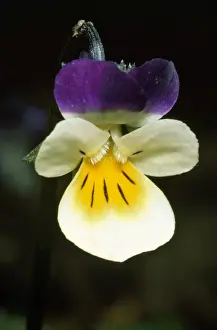 Pansy Prints: Field Pansy