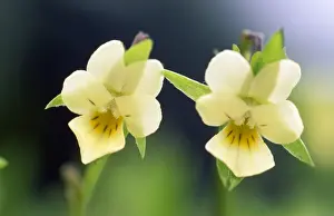Field Pansy