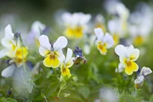Images Dated 21st June 2012: Field Pansy - Summer
