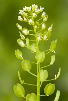 Invasive Prints: Field Peny-cress - in flower and fruit
