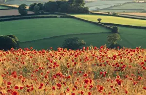 Tranquillity Prints: Field Poppies HAR 74 In farming landscape, Devon, UK. © Anthony Harrison / ardea. com