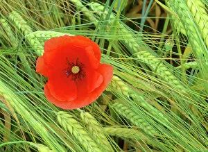 Crop Collection: Field poppy growing amidst field of barley Baden-Wuerttemberg, Germany