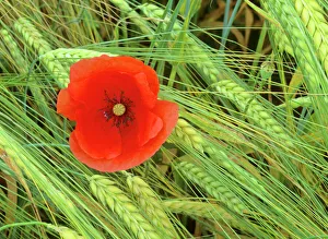 Arty Collection: Field poppy growing amidst field of barley Baden-Wuerttemberg, Germany