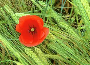 Crops Prints: Field poppy growing amidst field of barley Baden-Wuerttemberg, Germany