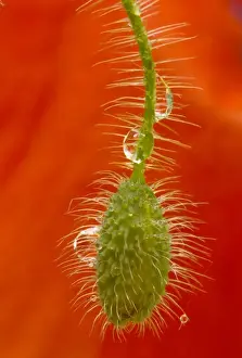 Card Prints: Field Poppy (Papaver rhoeas) bud, after rain. Common arable and cornfield weed. Dorset