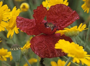 Field Poppy - among yellow Crown Daisies (Chrysanthemum coronarium) Field Poppy - among yellow Crown Daisies (Chrysanthemum coronarium)